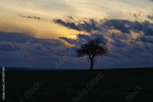 Samotne drzewo po zachodzie słońca.