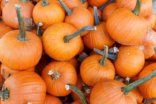 Fall Harvest, Pumpkins, Gords, Farm in the Fall, Pumpkin market (ID: 472897091)