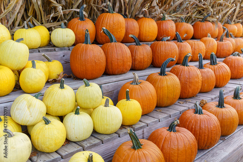 Fall Harvest, Pumpkins, Gords, Farm in the Fall, Pumpkin market (ID: 472897093)