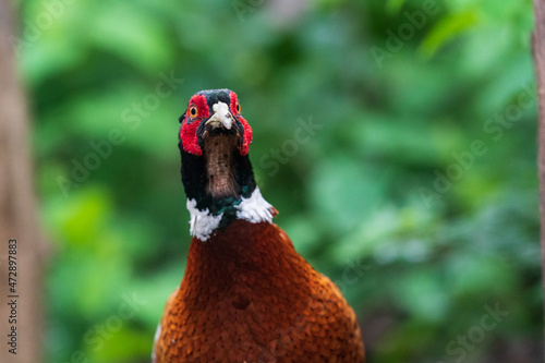 Wallpaper Mural The common pheasant (Phasianus colchicus) Torontodigital.ca