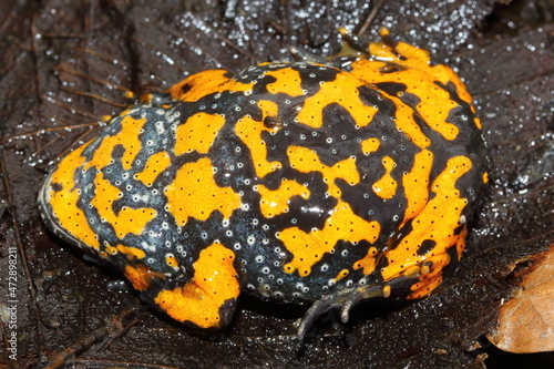 The fire-bellied toad (Bombina bombina) shows belly during the defensive behavior