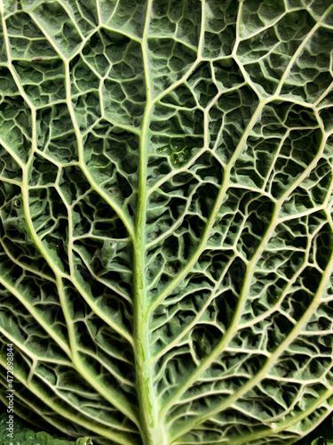 Full frame Savoy cabbage background. Cabbage leaf texture or pattern. Fresh green leaf vein close up. Vertical. Selective focus on leaf