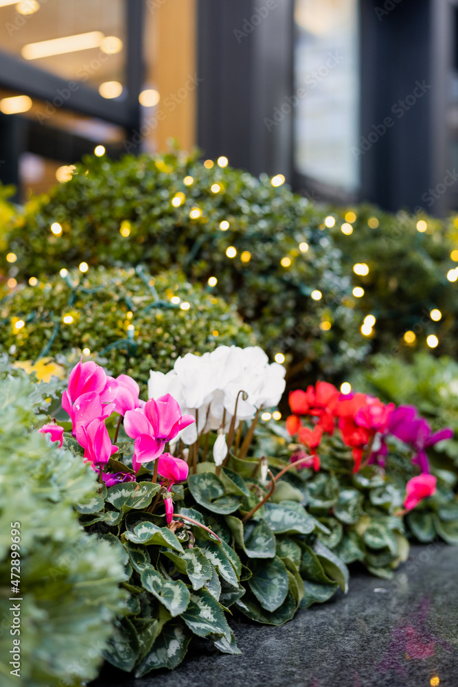 Fototapeta premium Decorative flowers nearby the office building 