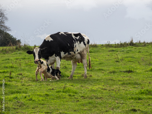 Mother cow helps clean newborn calf in the field © Ancoay
