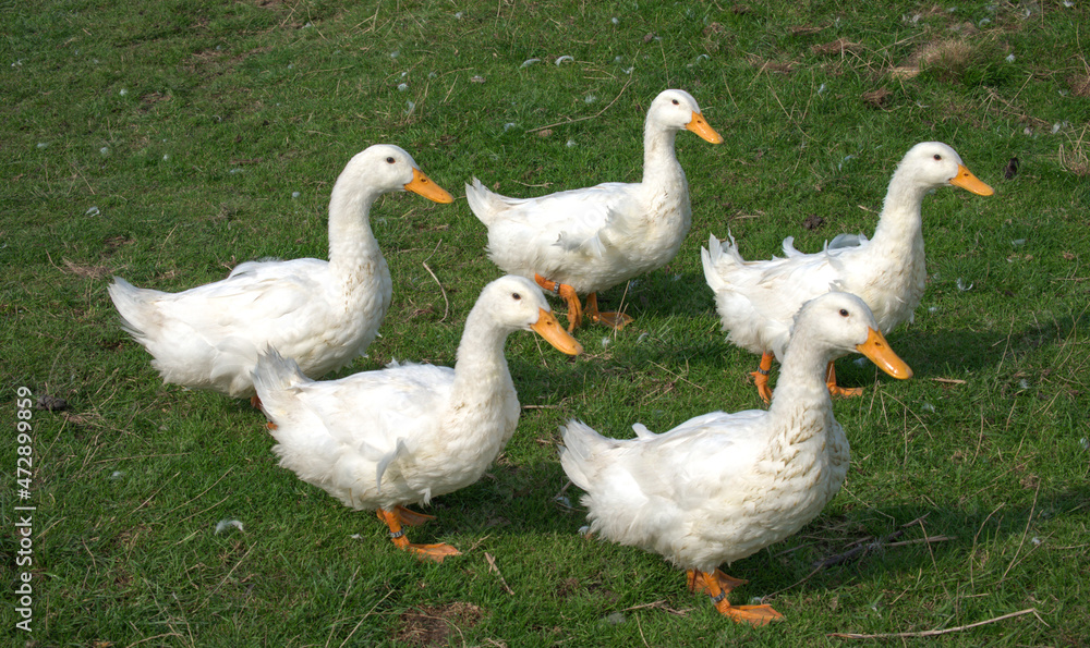 Obraz premium Pekingenten 