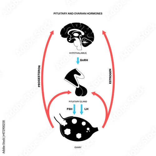 Female reproductive hormones