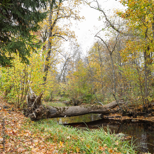 Autumn color scene landscape view with large tree fallen over a small river.