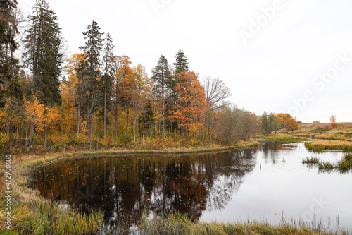 Countryside view of small pond and yellow forest trees near water in late autumn.