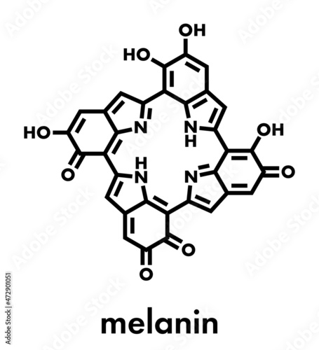 Melanin (eumelanin), proposed oligomeric structure model. Primary determinant of skin color. Skeletal formula. photo