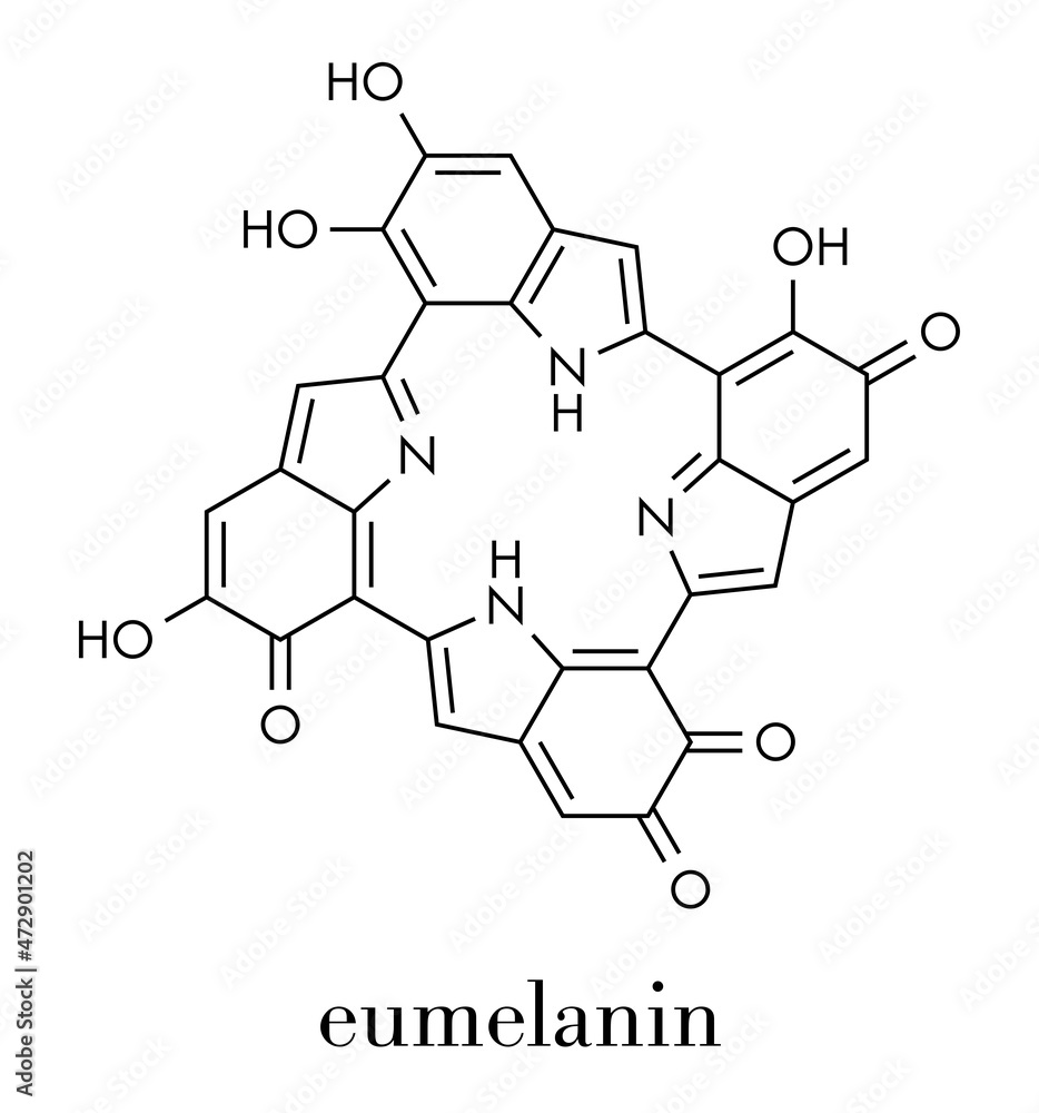Melanin (eumelanin), proposed oligomeric structure model. Primary determinant of skin color. Skeletal formula.