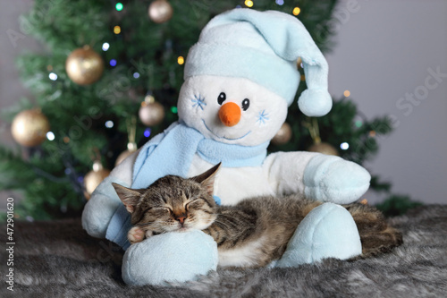 Cute little gray Kitten sleeping on the feet of a toy Snowman. Cat sleeping on the background of the Christmas tree. Happy New Year. Merry Christmas. Gray cat close up. Greeting card. Tabby