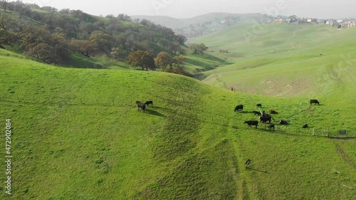 black cows landscape with green grass and blue sky drone aerial California