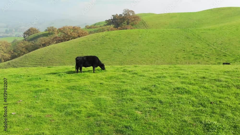 black cows landscape with green grass and blue sky drone aerial California black cows landscape with green grass and blue sky drone aerial California