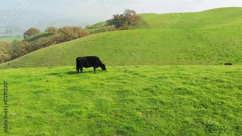 black cows landscape with green grass and blue sky drone aerial California