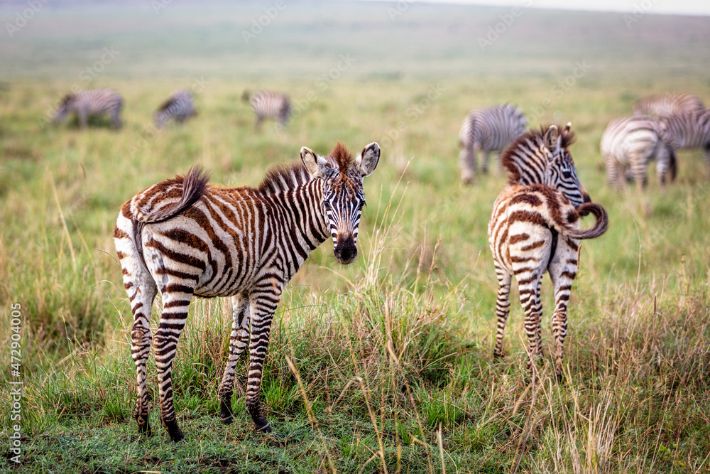 Fototapeta premium Baby Zebra in Kenya Africa