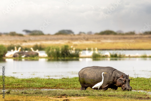 Hippo and Egret in Scenic Amboseli Marshlands photo