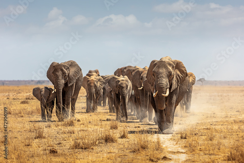 Herd of African Elephants Walking Towards Camera photo