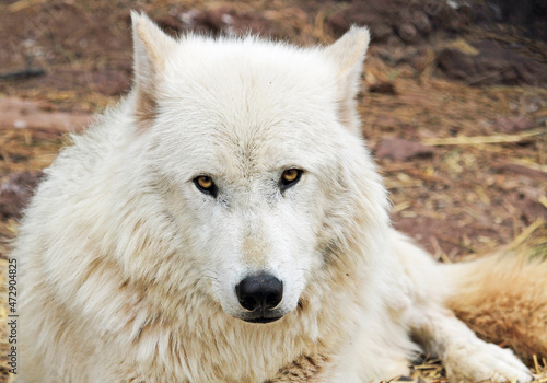 Obraz na płótnie Arctic wolf w salonie
