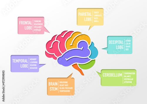 Human brain Section and function infographic, paper cut out design vector illustration