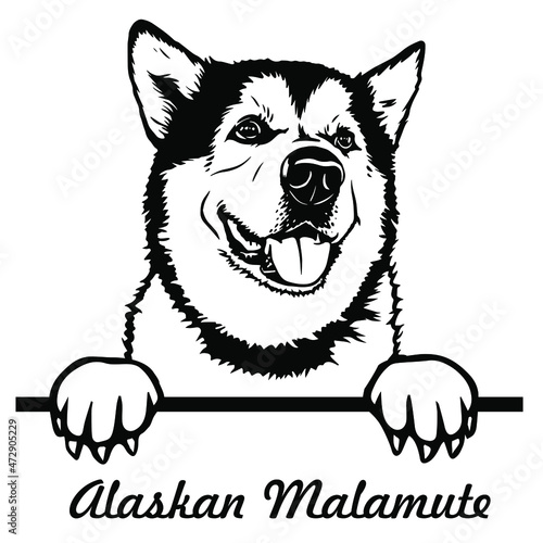 Alaskan Malamute. Peeking Dogs. Breed face head isolated on white. Vector clipart. Cut cutting file