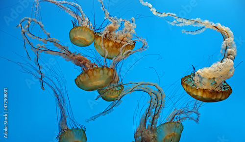 Sea nettles group