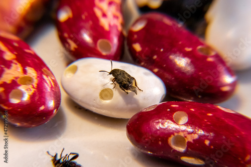 bean weevil beetle sitting on white eaten bean spreads its wings for takeoff photo