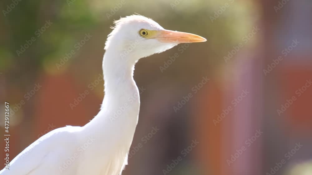 White cattle egret wild bird, also known as Bubulcus ibis walking on green lawn in summer White cattle egret wild bird, also known as Bubulcus ibis walking on green lawn in summer