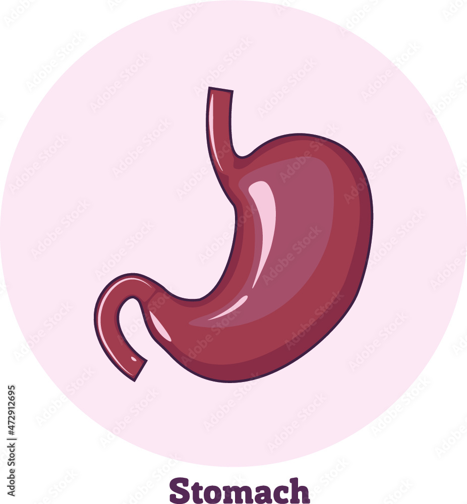 Icon of stomach. Human anatomy Icon of stomach. Human anatomy