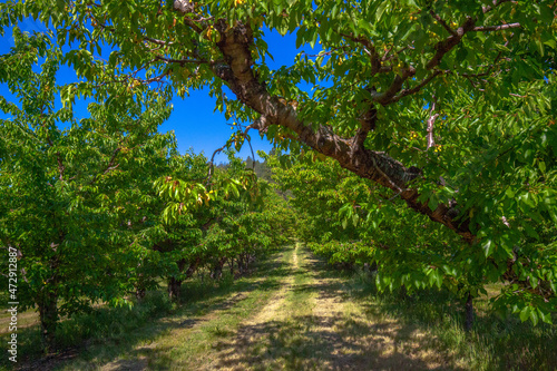 Orchard in the PNW
