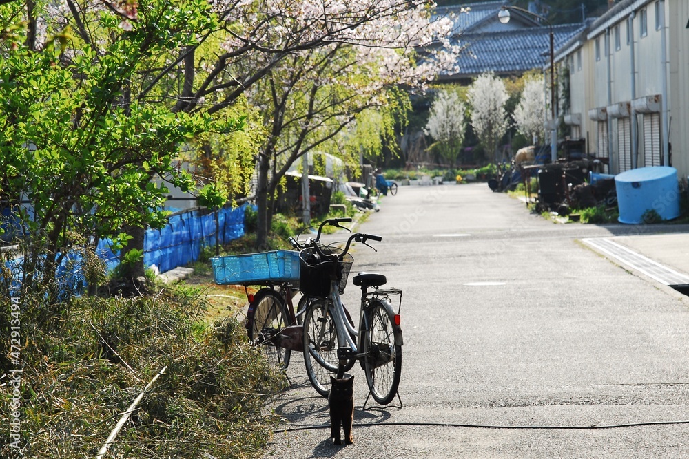 Cat living in Okishima island with cherry blossom in full bloom