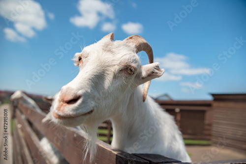 portrait of a beautiful white goat with horns in a pen against a blue sky background
