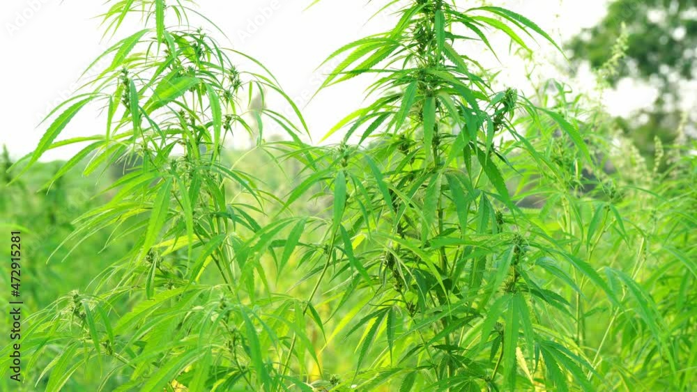 Green hemp plants with stalk, steam, leaves and flowers sunbathing and swinging. Green hemp plants with stalk, steam, leaves and flowers sunbathing and swinging.