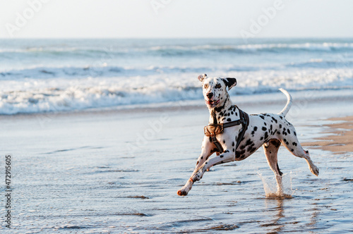 Fototapeta Naklejka Na Ścianę i Meble -  Dalmatian dog running on the beach