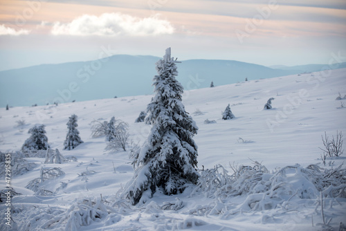 Wallpaper Mural Pine covered snow, christmas tree. Winter landscape with trees covered with snow hoarfrost. Winter nature for design. Torontodigital.ca