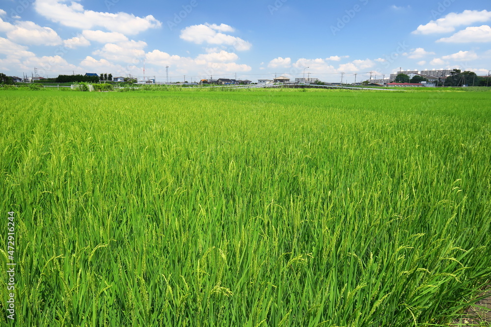 稲穂が出来始めた夏の田圃風景