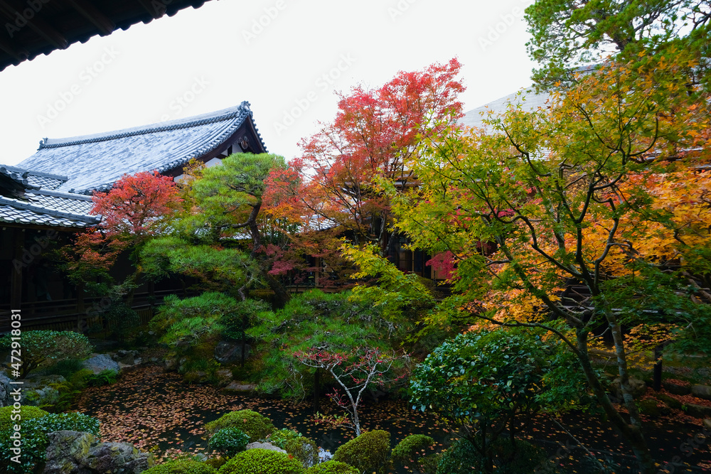 Obraz premium 【京都】禅林寺の紅葉（秋）