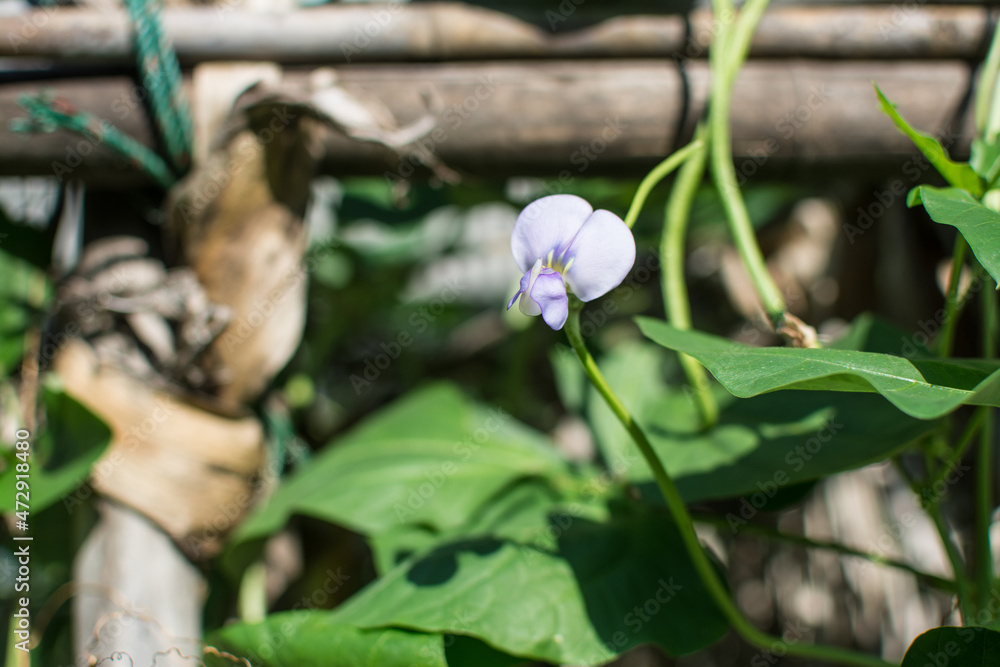 Lentil flower creep in the garden Lentil flower creep in the garden