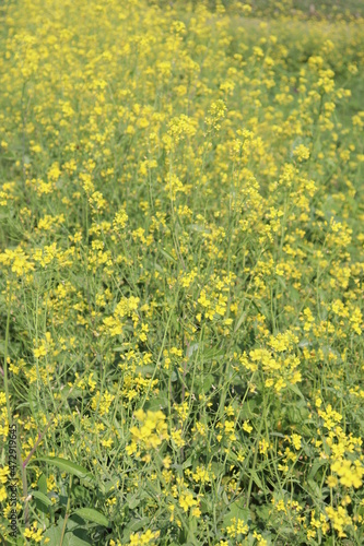 yellow colored mustard flower farm