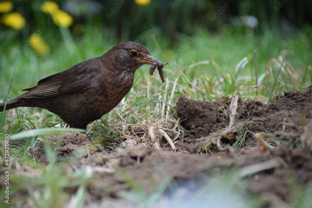 A brown bird hunts for worms in backyard soil A brown bird hunts for worms in backyard soil
