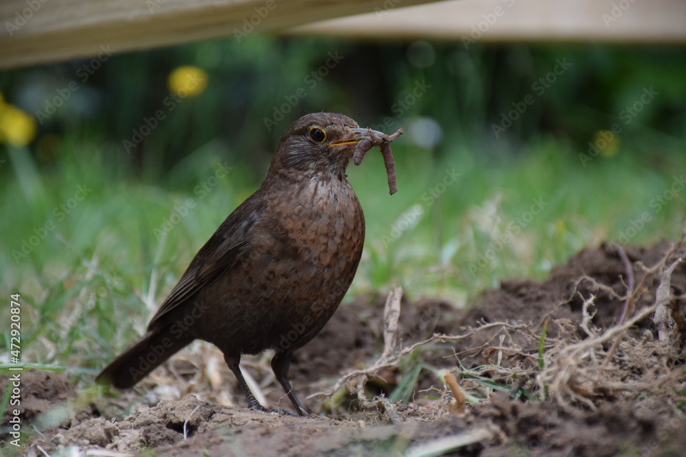 A brown bird hunts for worms in backyard soil A brown bird hunts for worms in backyard soil