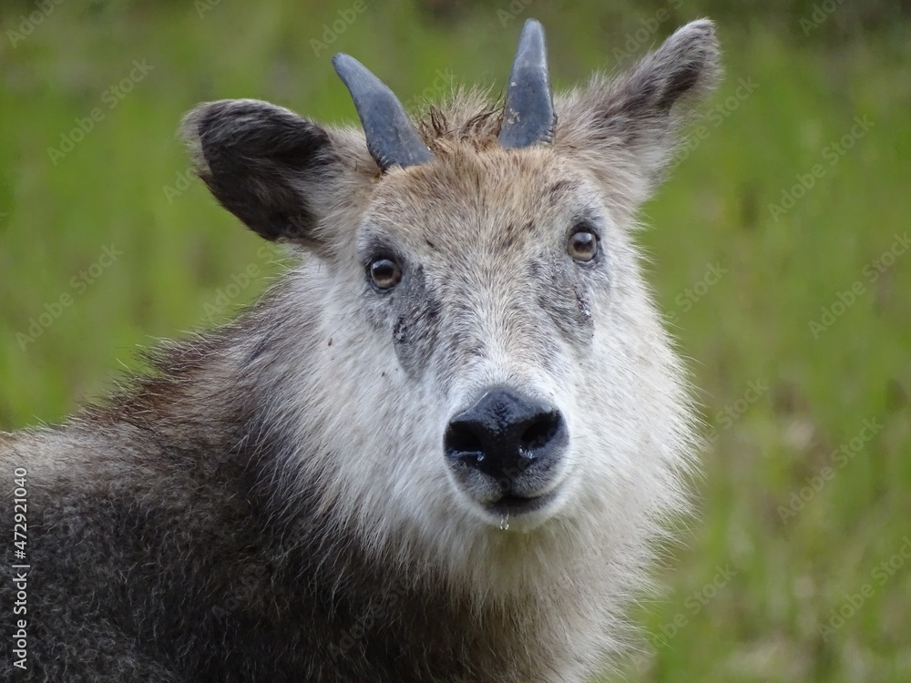 ニホンカモシカ