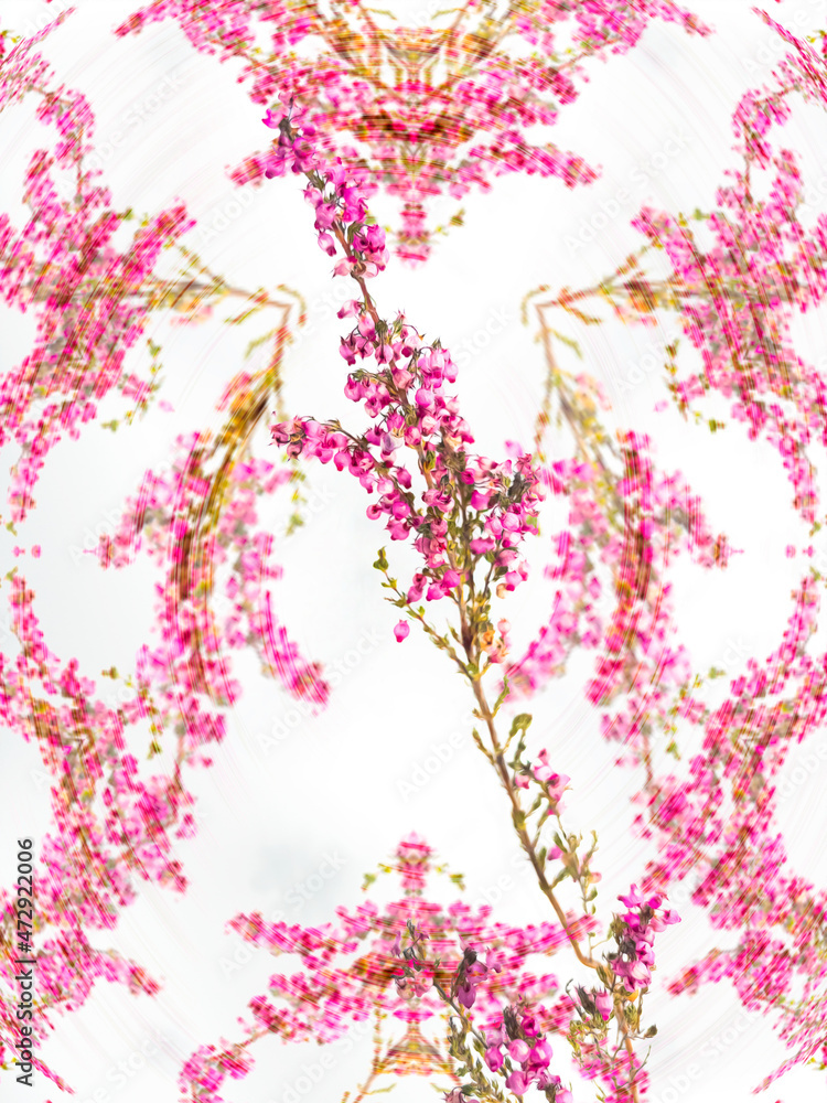 Fototapeta premium 花：エリカ 花言葉：良い言葉