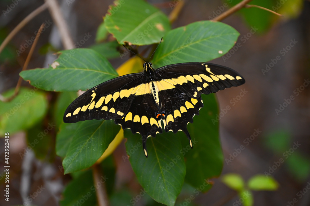 Black Swallowtail Butterfly in Santa Ynez Canyon