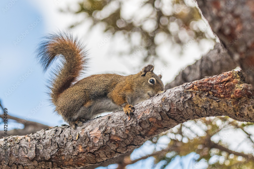 Arctic ground squirrel seen in northern Canada in the wild with close up shots and blurred background. 