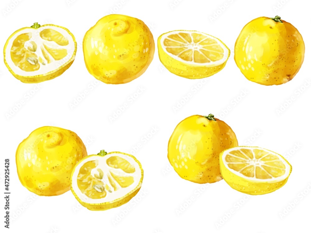 手描き水彩の花柚子イラストラインセット Stock Illustration Adobe Stock