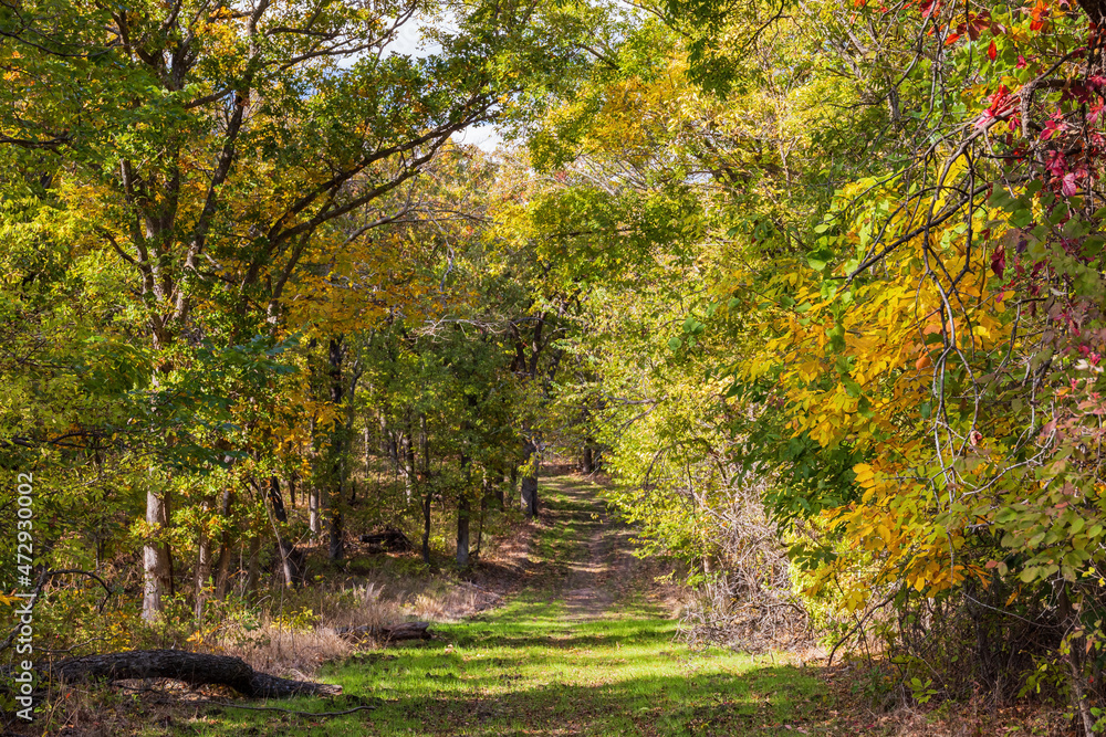 Fall color near the Eagle view Trail