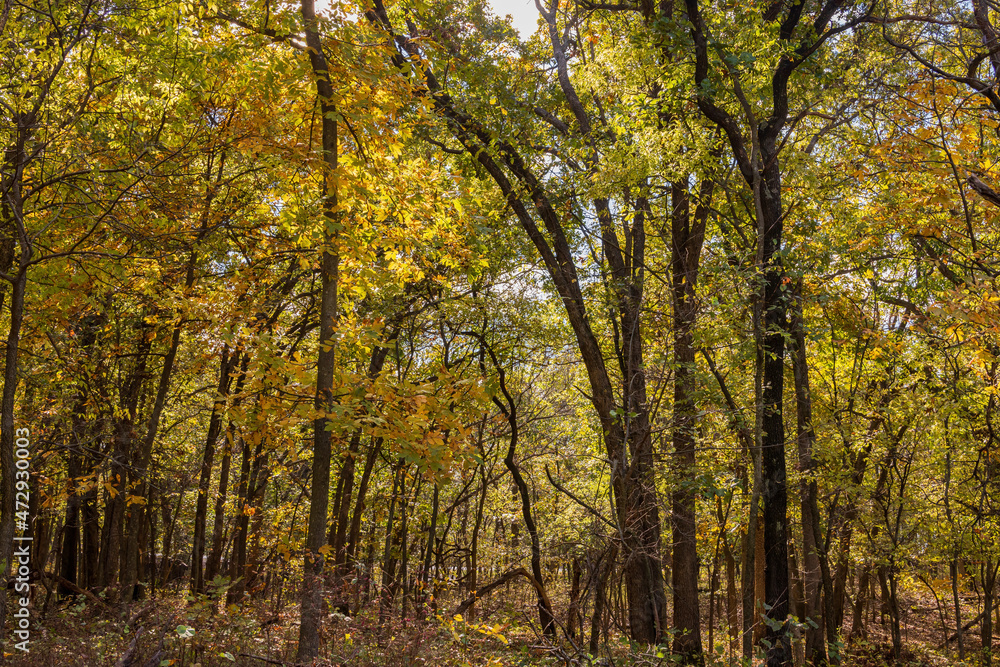 Fall color near the Eagle view Trail Fall color near the Eagle view Trail