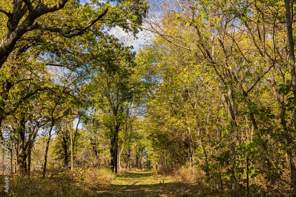 Fall color near the Eagle view Trail