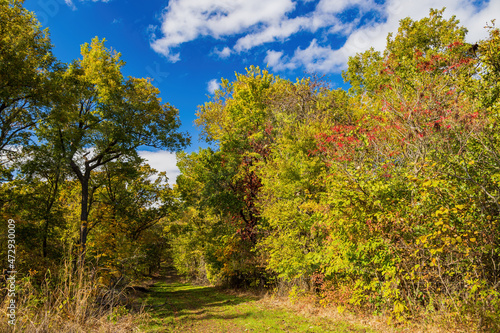 Fall color near the Eagle view Trail