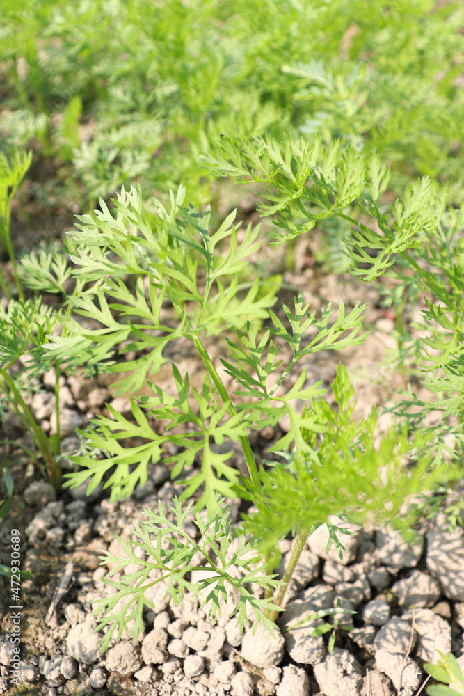 green colored carrot farm on field green colored carrot farm on field